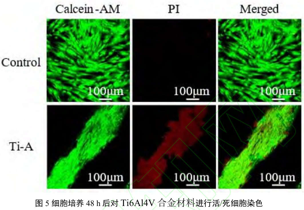 1717931014819066.jpg t5.jpg